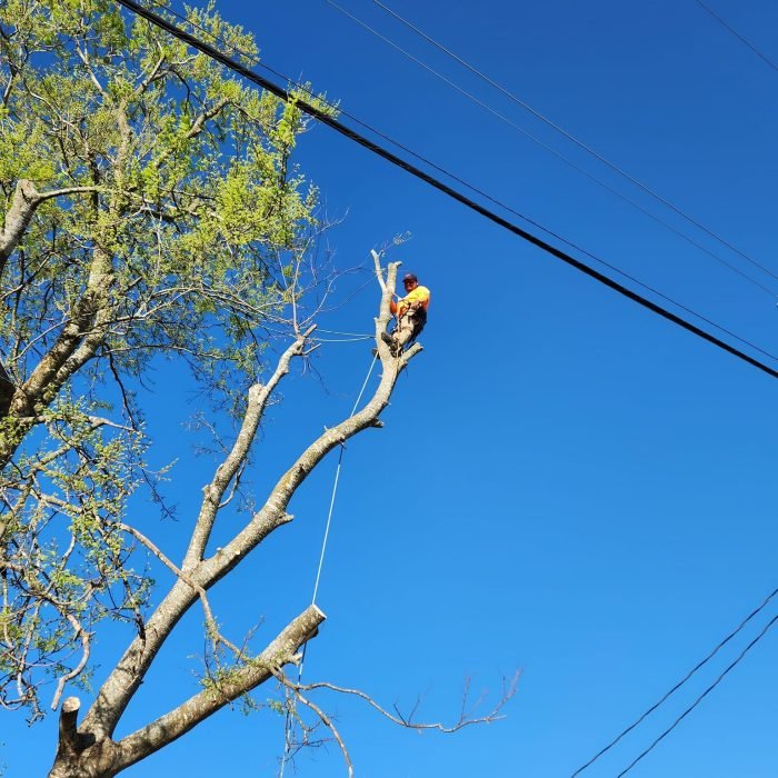 🌿 Commitment to Quality