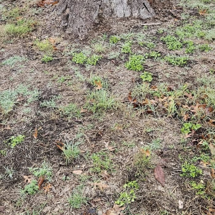 492703945_1512799113494656_3623692164843592351_n