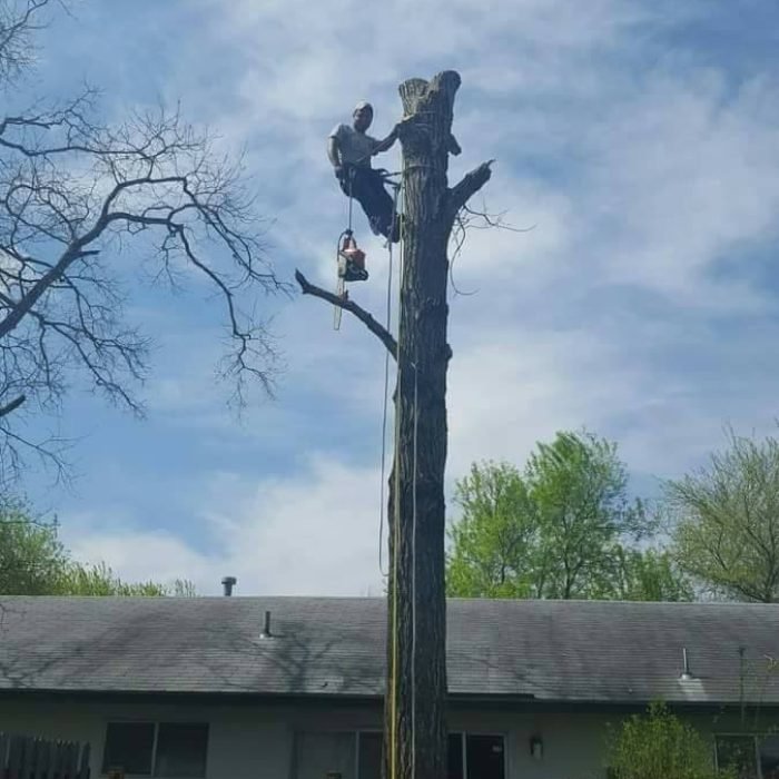 🌳 Certified Arborist