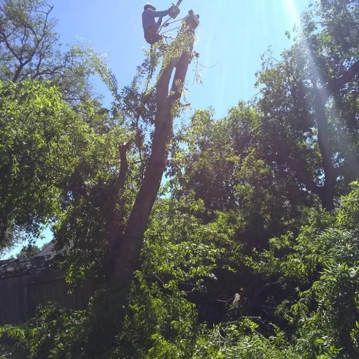 64389587_2260745724007760_4580304612245897216_n